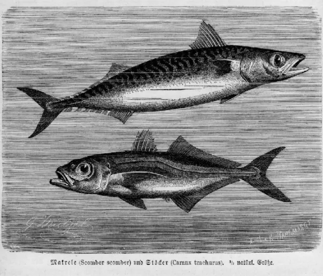 MAKRELE STÖCKER Holzstich von 1892 FISCHE FISCH