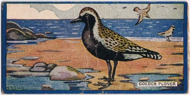 Cowan Co Toronto Card Golden Plover Canadian Bird Series