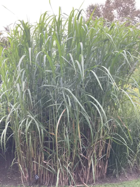 Miscanthus giganteus |9cm potted plant| Hardy Perennial