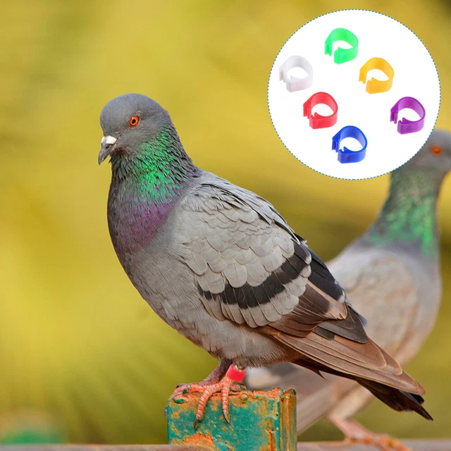 200pcs bouts anneaux perrot bandes de jambe pigeon anneau pour les anneaux de