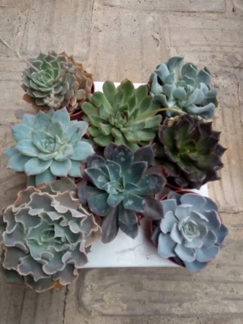 Lote Colección de 4 Plantas Echeveria identificadas entre 8-20 cms tamaño