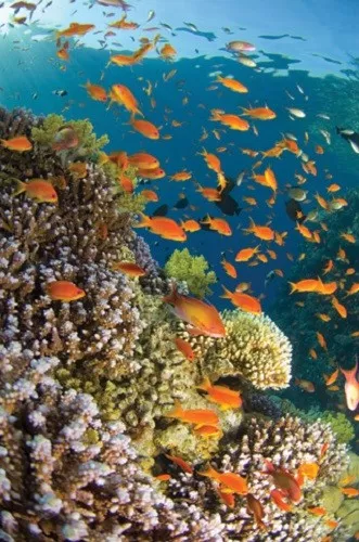 Poster Tropical Underwater World Fish Aquarium Coral Reef