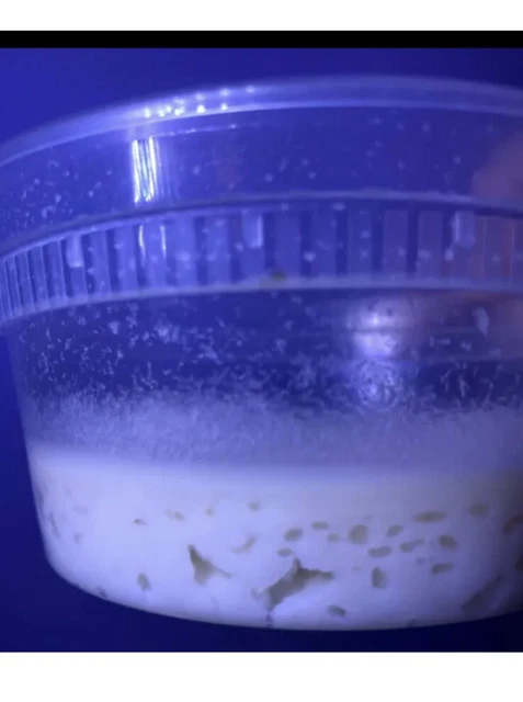Micro Worm Culture 2oz starter culture Free Shipping