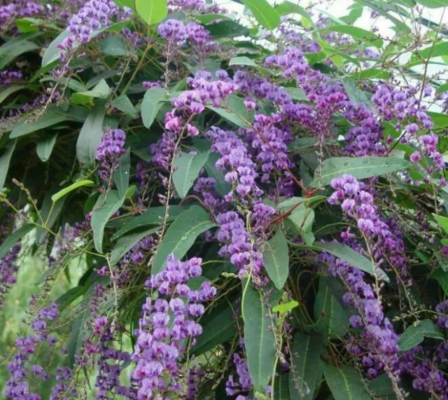 Happy Wanderer Shrub - 6 Stem Cuttings - (Hardenbergia Violacea) Tasmanian Grown