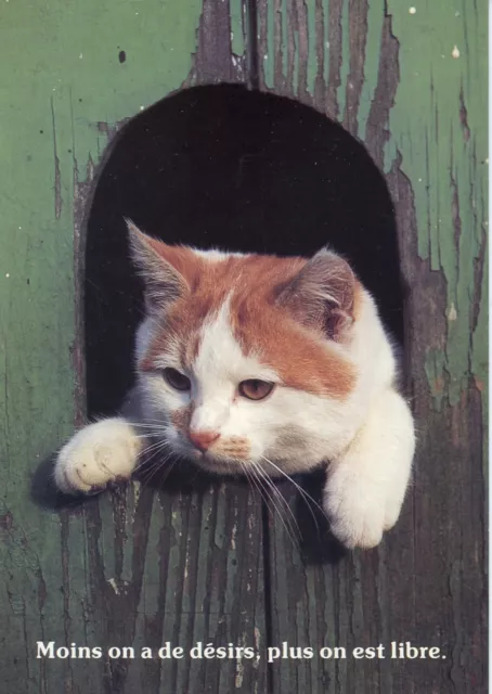 Cpsm / Carte Postale / Chat / Cat / Photo W. Decleer // Houtland