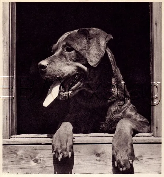 DOG Rottweiler In Window, Quality Vintage 1941 Print