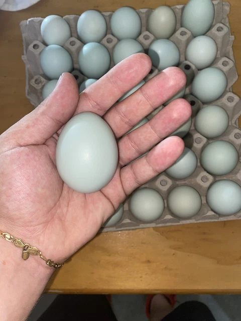 Cedo uova fertili di Australorp colorazione blu e nera Cedo uova fertili di Australorp colorazione blu e nera