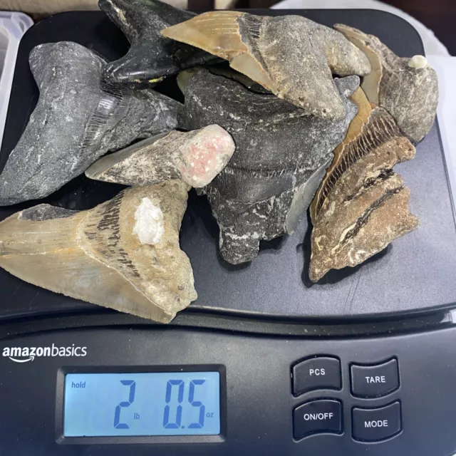 Megalodon Shark Teeth 2 Pounds Huge Teeth Meg Scuba Diver Direct Fossil Nc 2650