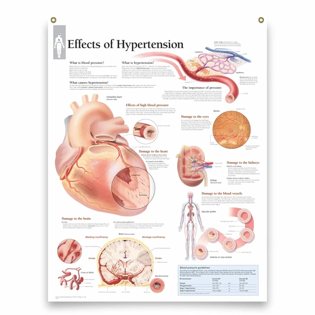 Affiche Premiers Secours Stratifiée A3/A4 – Obligatoire En Entreprise, Conforme à La Loi, Imprimée UK
