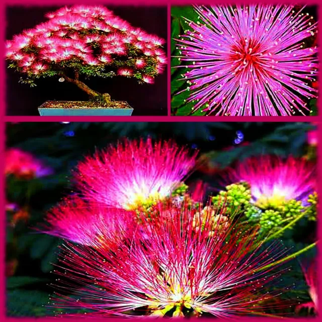 Mimosa Tree Seeds (Albizia julibrissin) Persian Pink Silk Flower Plant Bonsai