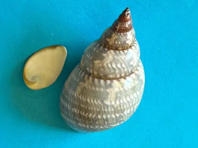 Seashell Turbinidae Phasianella Australis F+++ 46 Mm