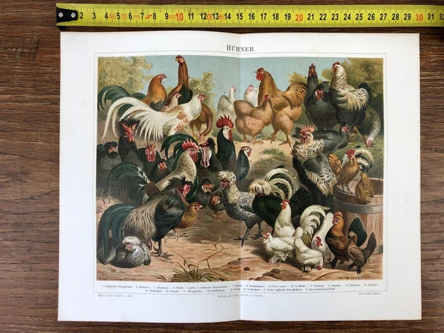Figurine Statuette Poule Coq Basse-cour Gauloise Dorée - NA0789 - Neuf