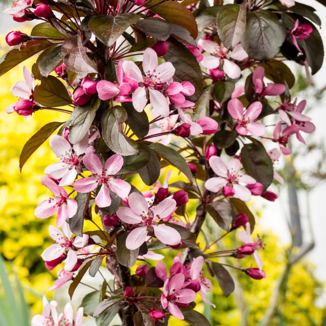 Malus Aros | Crab Apple Tree | Ornamental Flowering Garden Tree | 5-6ft