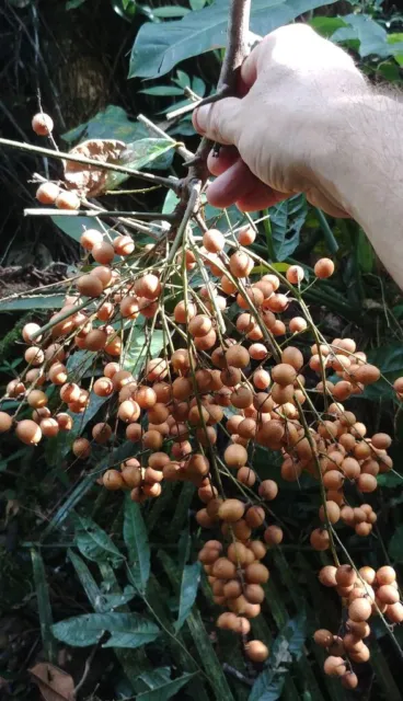 4 Fresh seeds of Talisia carinata - Rare Tropical Fruit
