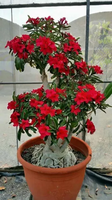 2 Rare Red Dragon Desert Rose Seeds Adenium Obesum Flower Perennial Home Garden