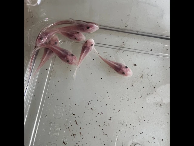 SNOW WHITE BN SF PLECO 1.5 Inch. 4 PACK
