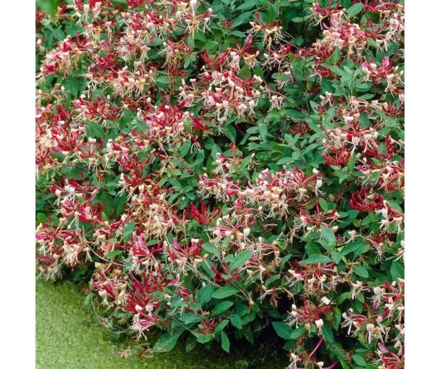 lonicera japonica Chinensis pot 3 litres Chèvrefeuille de Tartarie 'Rosea'