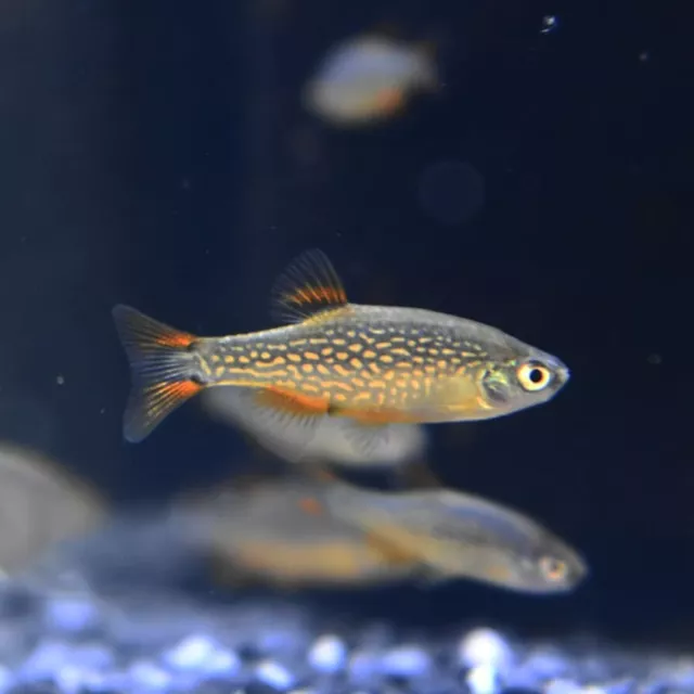 Live Celestial Pearl Danio Galaxy Rasbora (Pack of 6 Aquarium Nano Fish)