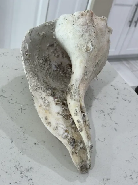 Huge Gnarly LIGHTNING WHELK Seashell Shell With Barnacles! Over A Foot Long!