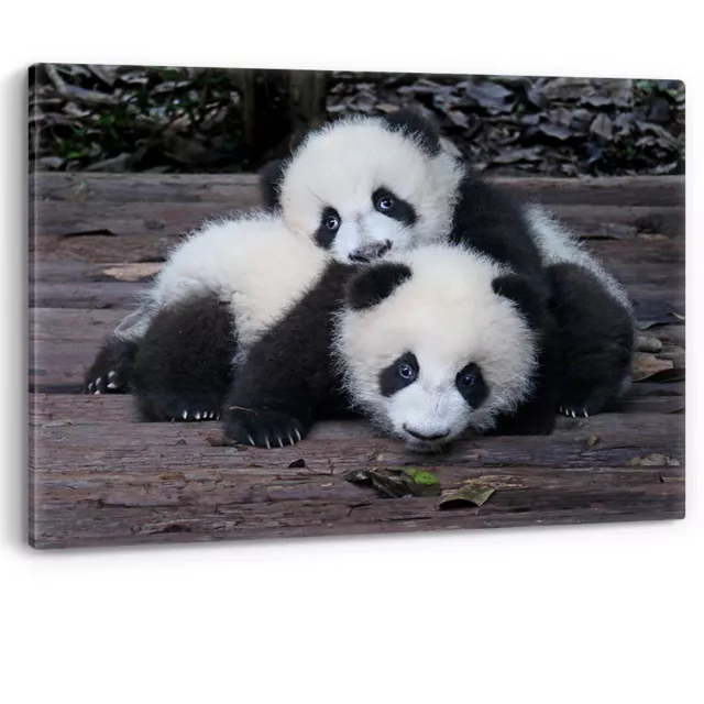 Baby Giant Pandas Cute Playful Framed Canvas Wall Art Picture Print