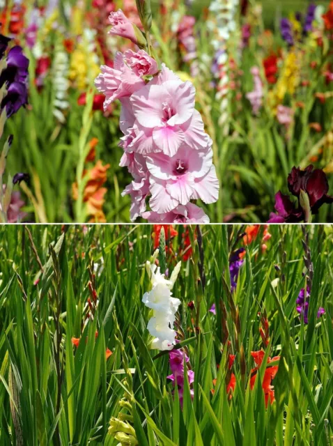 Sumpfgladiole Blumen Pflanzen für den Teich-Rand Teichpflanze blühend winterhart