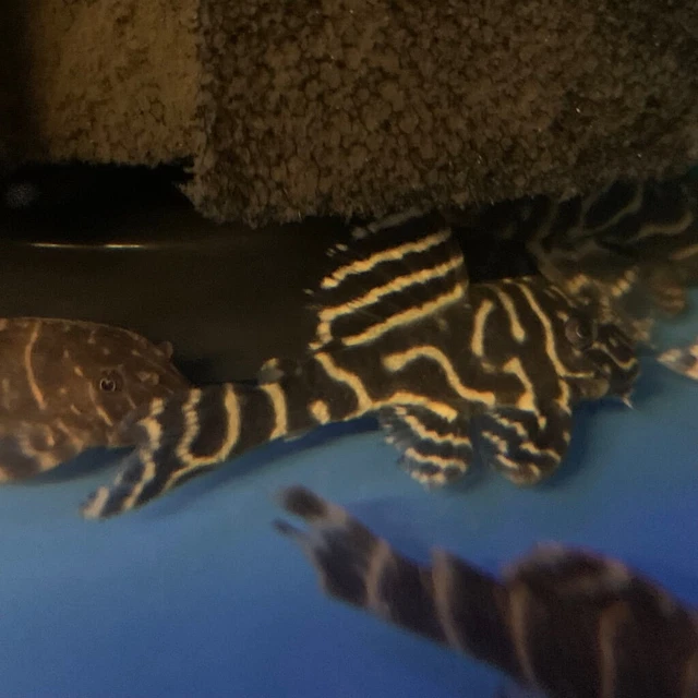 Mega Clown Pleco L-340 2" in length live tropical fish