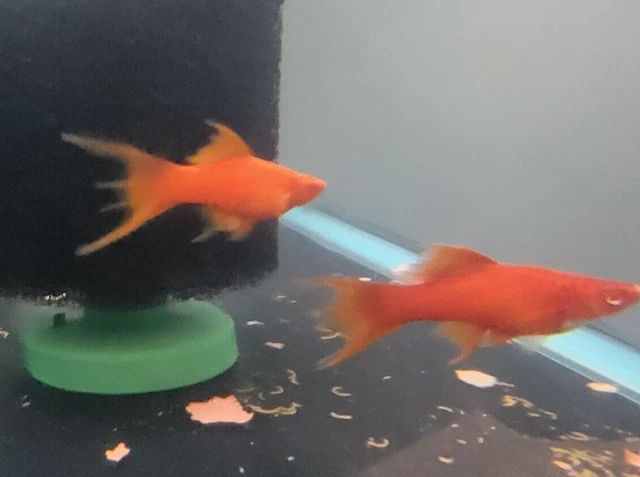 RED EYED RED LYRETAIL SWORDTAIL FISH group of 3 females - Read description