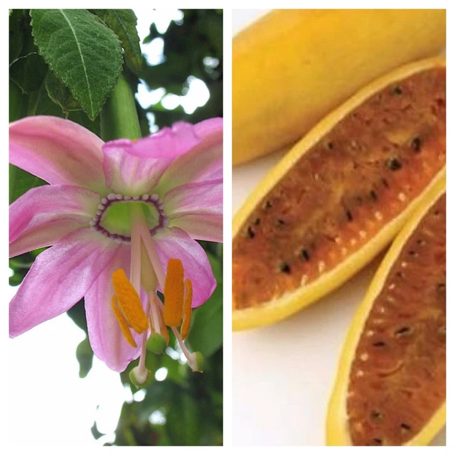 Semi Di Fiore Della Passione (Passiflora Mollissima - Foto 2