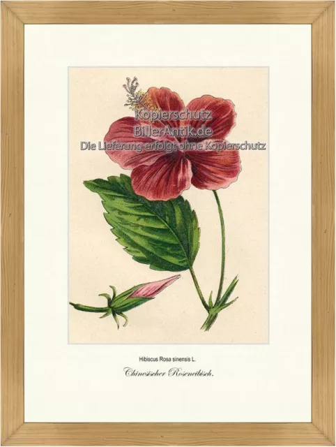 Chinesischer Roseneibisch Hibiscus Rosa sinensis Malven Vilmorin A3 263 Gerahmt