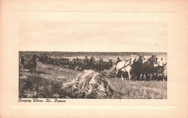 Vintage Postcard Reaping Wheat Farmers Working On The Field North Dakota ND