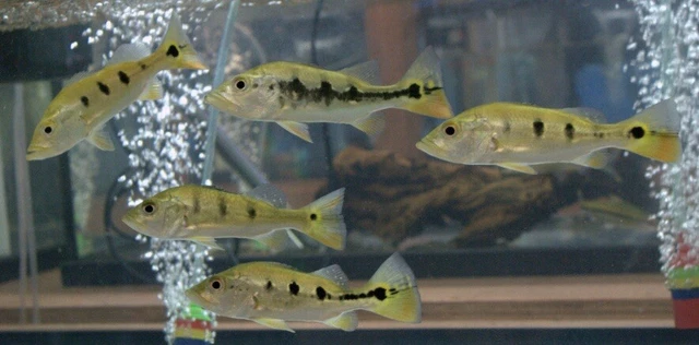 Mono Peacock Bass
