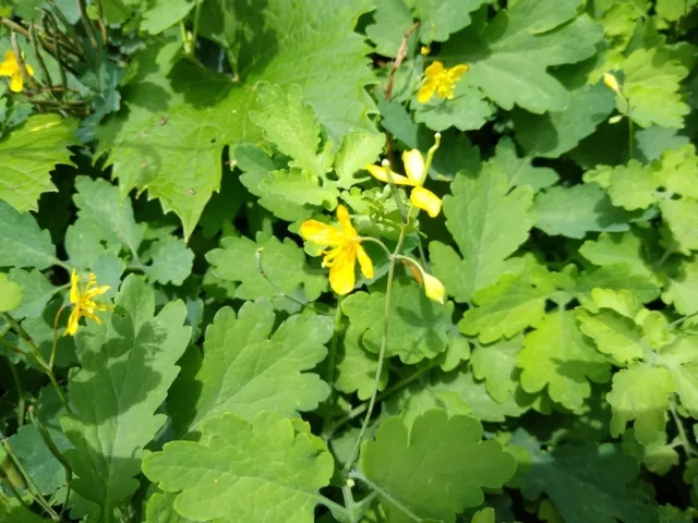 Schöllkraut (Chelidonium majus) Warzenkraut Samen Permakulturhof Naturgarten