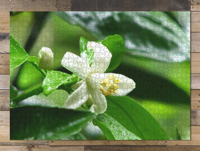 1000 piece puzzle for adults: Flower Nature Landscape