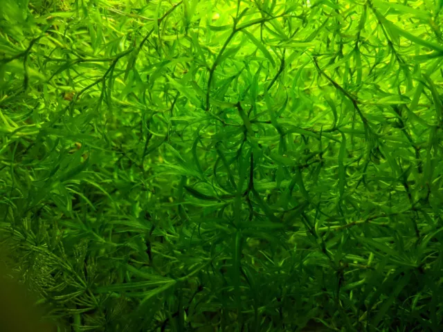 Aquavitro aquasolum Planted Aquarium Substrate 8.8LB – Exotic Pets