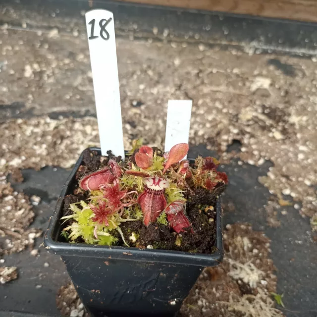 Cephalotus Follicularis Big Boy (Carnivorous Plant)