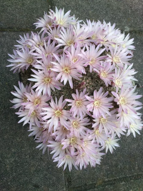 Gymnocalycium bruchii 5 Knospen!!!