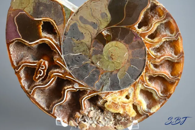 Large Fossilised Ammonite cut and polished complete with display stand 15cm long 3