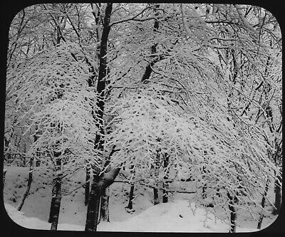 Magic Lantern Slide TREES COVERED IN SNOW C1890 OLD VICTORIAN PHOTO SNOW STUDY