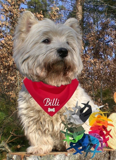 Personalisiertes Hundehalstuch Mit Namen & Telefonnummer - Inklusive Halsband