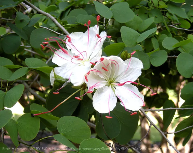 3 X Native White Butterfly Orchid Tree Seeds/Qld Bauhinia/Bush Tucker Plant