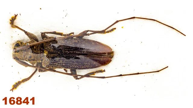 Cerambycidae: Lamiinae sp.   A2, 12 mm , 1 pc