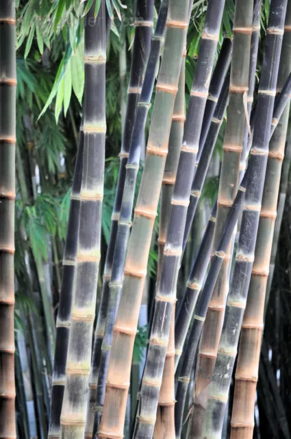 Dendrocalamus asper (Giant Fast Clumping Bamboo) 10 SEEDS •Rare Garden Plants UK 3