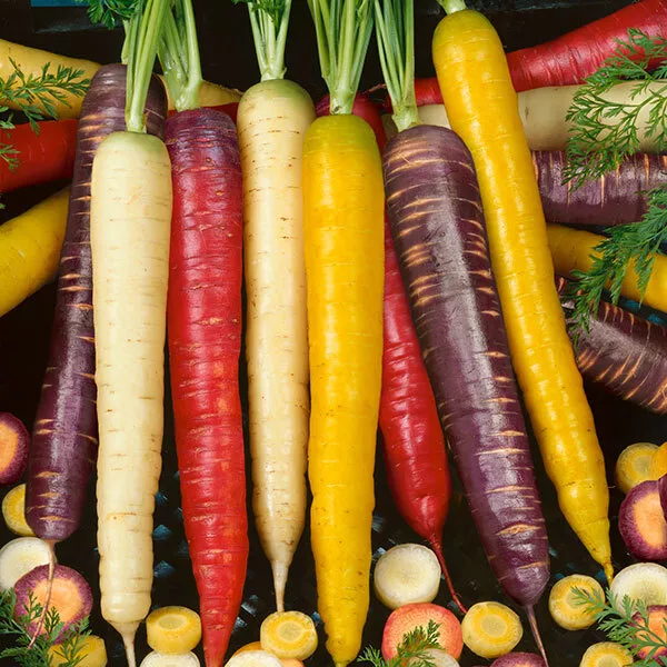 Rainbow Carrot Seeds 250 Fresh Vegetable Seeds Red Samurai Purple Yellow White