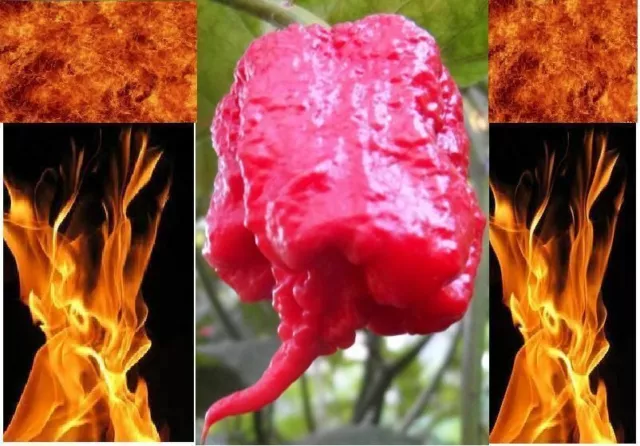 Super Hot Pepper Seeds Rare variety list Carolina Reaper Ghost Trinidad Chili