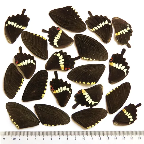 GIFT 20 pcs REAL BUTTERFLY wing material  DIY artwork jewelry  #45