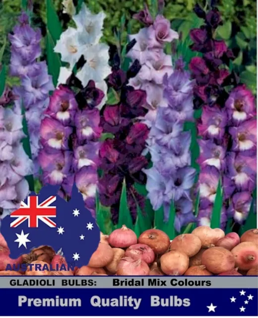 GLADIOLUS BULBS*   Most Popular Colors  BRIDAL MIX - 25/  50x BULBS