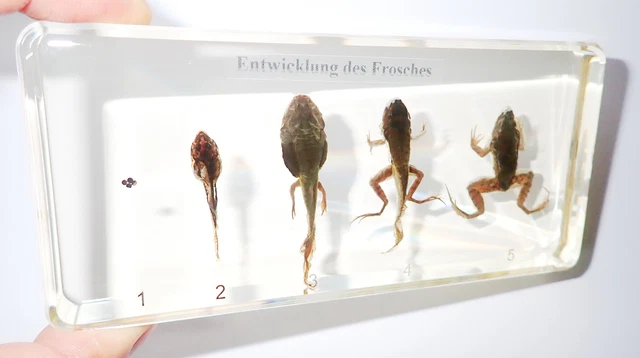 Frog 5 Stages Life Cycle Set German Labelled in Amber Clear Lucite Block