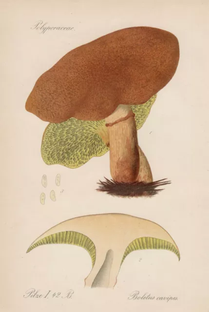 Hohlfuß-Röhrling (Suillus cavipes) Lithographie von 1913 Pilze Mykologie