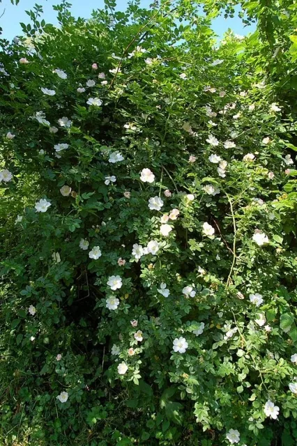 ROSA CANINA - DOG ROSE. GOOD FOR HEDGES. 25 SEEDS Gorgeous FRAGRANT blooms