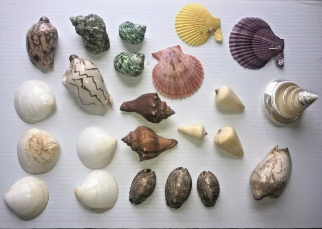 Lot Sea Shells Small To Med Size Various Species Excellent Collection